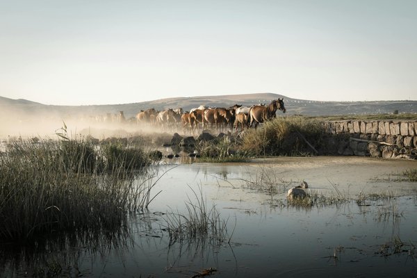 Quelle est la contribution des animaux décomposeurs à l'écosystème forestier?
