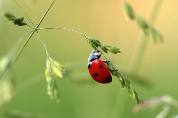 Les techniques de survie des insectes face au gel hivernal